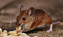 24 Hour & Emergency Exterminators in Tenafly, NJ